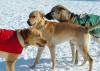 Dogs at Camp