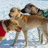 Dogs at Camp