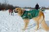Dogs at Camp