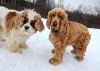 Dogs at Camp