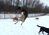 Dogs at Camp