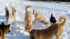 Dogs at Camp