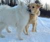 Dogs at Camp