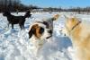 Dogs at Camp