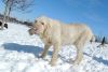 Dogs at Camp