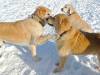 Dogs at Camp